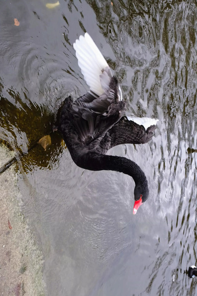 A Black Swan Moment Téléchargement Numérique