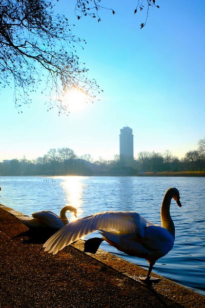 Swan Yoga Morning Stretch Digital Download