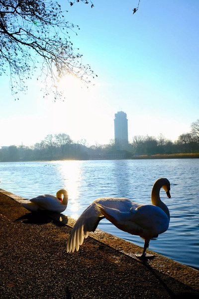 Swan Yoga Morning Stretch 2 Print