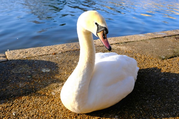 Lake’s Guardian Print