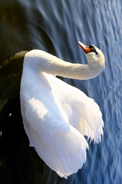 Wings of Love 1B Digital Download