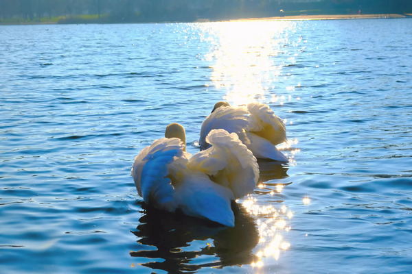 Behind Wings of Love 2B Print