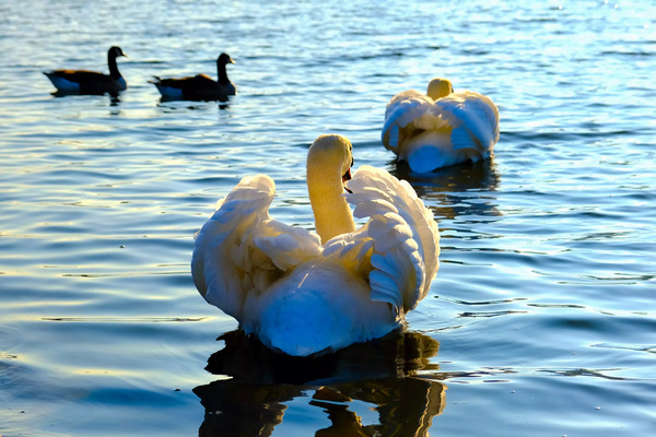 Behind Wings of Love Print