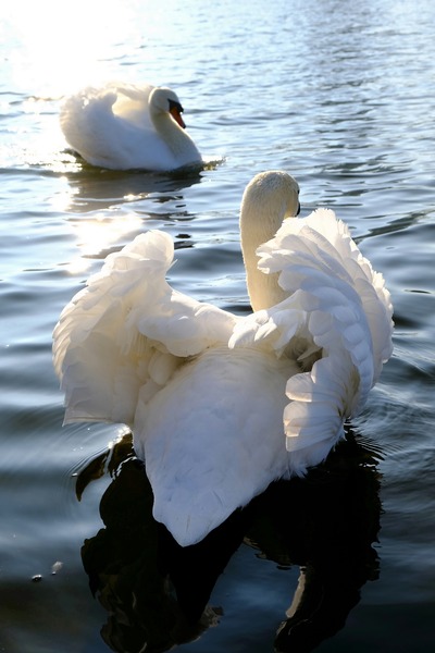 Behind Wings of Love 1A Digital Download