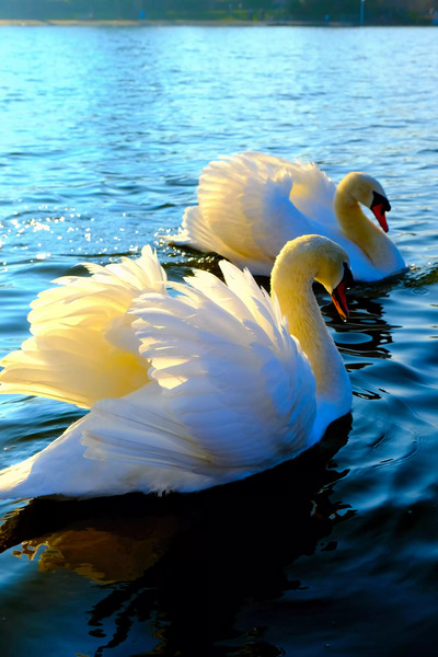 Wings of Love Pair 3 Print