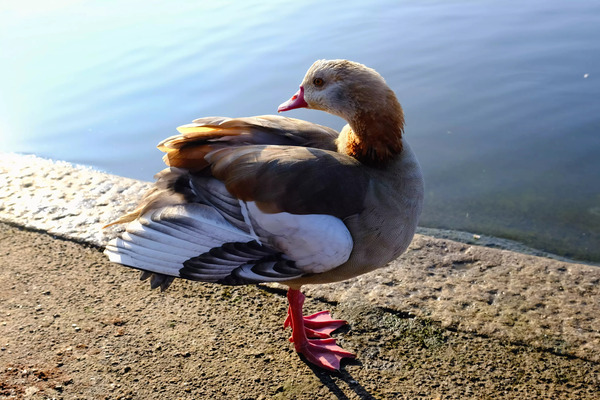 Graceful Pause Print