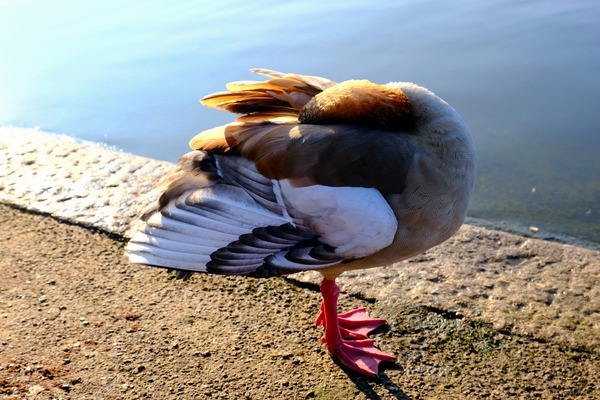 Headless Duck Téléchargement Numérique