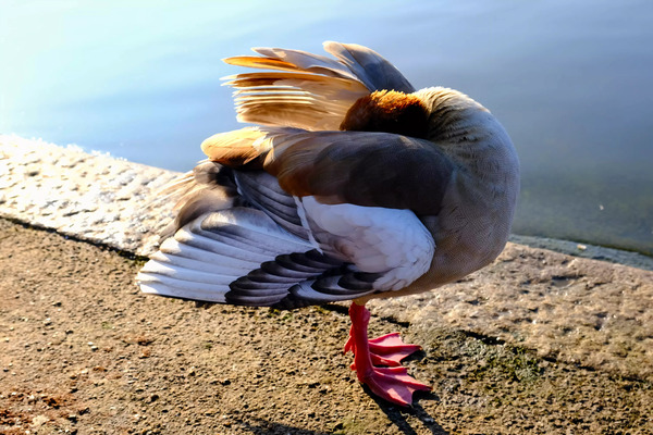 No Selfies Please  Digital Download