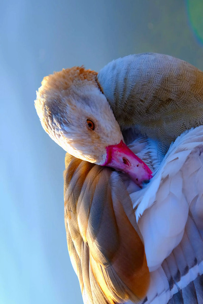 Got My Eye On You Duck Digital Download