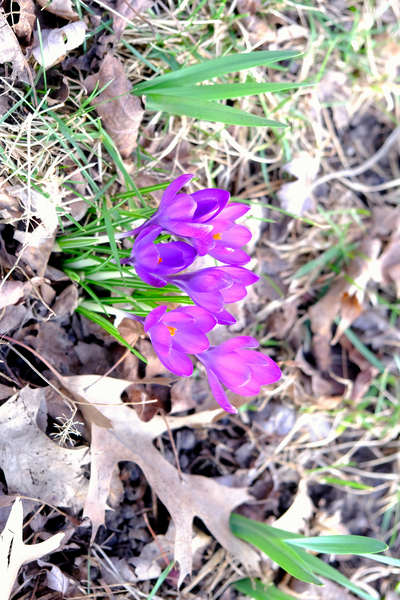 Crocus Revival Print