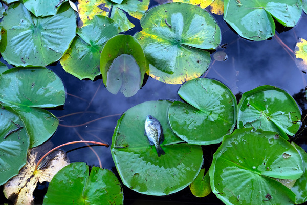 Resting Above the Depths Digital Download