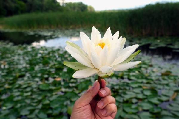 Lifting Beauty Digital Download