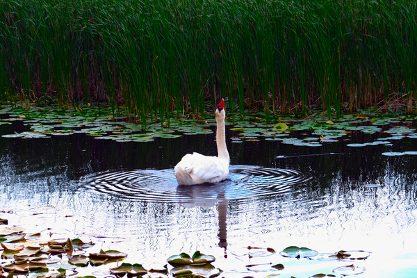 Where Is The Rain  Print