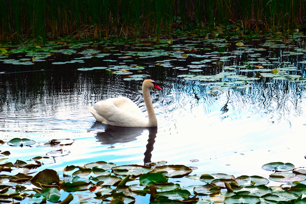 Silent Glide Digital Download