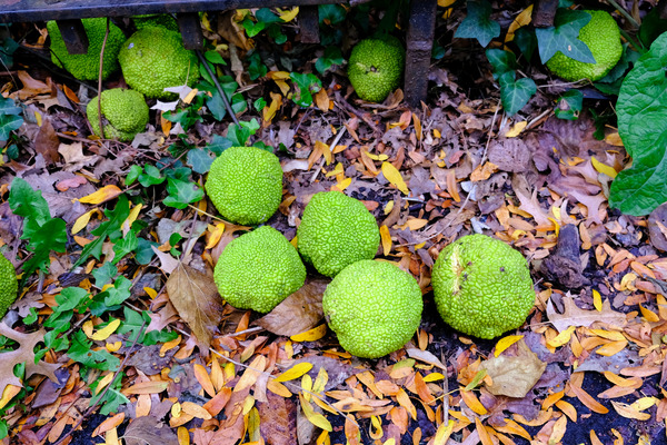 Osage in Autumn Téléchargement Numérique