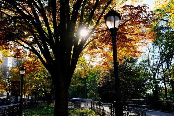 Shades of Autumn Digital Download