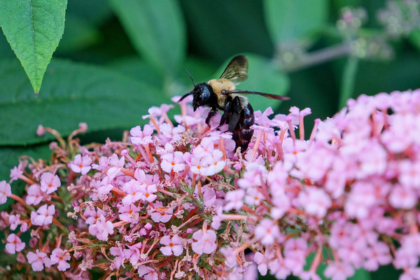 Just Bee Still In Fields of Pink Digital Download
