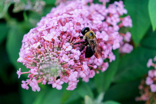 Bee Still on Butterfly Bush Digital Download