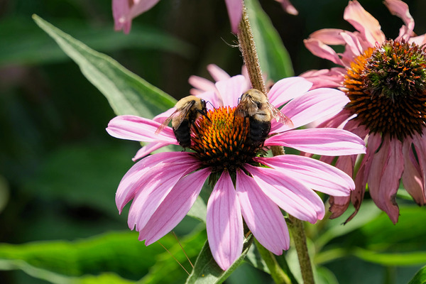 The Harmony of Pollination: Twin Bees on a Purple Coneflower Digital Download