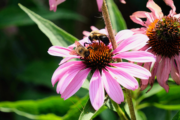 Duo at Dawn: Bees on the Coneflower’s Crown Digital Download