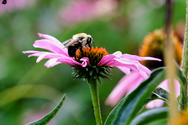 A Bumblebee’s Pause on Coneflower Print