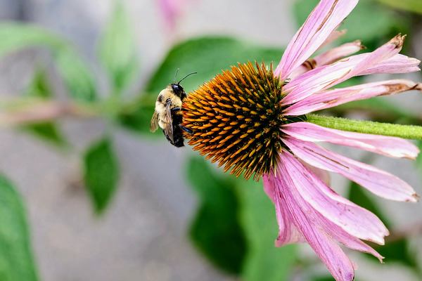 The Bee and the Purple Coneflower Print