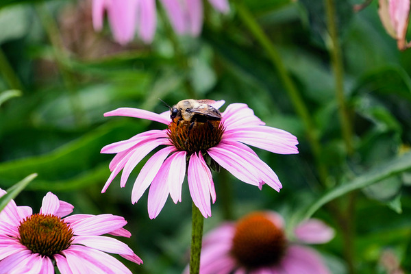 Wings of Purpose Petals of Peace: Coneflower Moment Digital Download