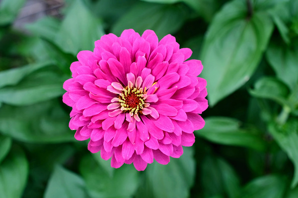 Common Zinnia with Uncommon Beauty Print