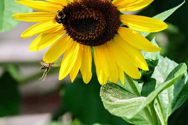 Dance of the Sunflower Spirits Print