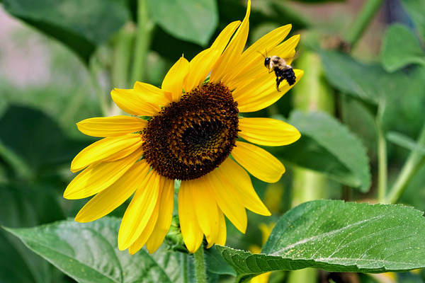 Flying into the Sun..Flower – The Dance of Daylight Print