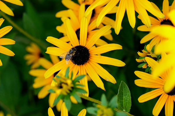 Black-Eyed Susans Dance Partner Digital Download