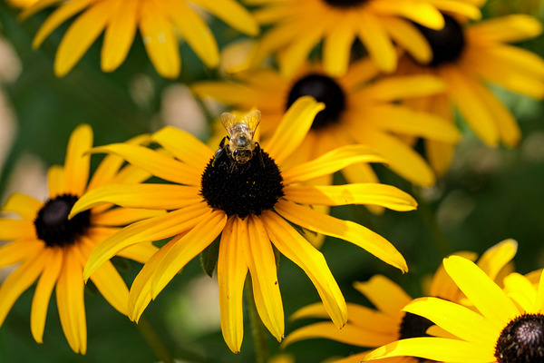 Bee One with Black-Eyed Susan Digital Download