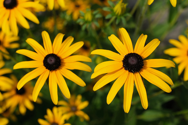Golden Resilience: Black-Eyed Susan in Summer Bloom Print