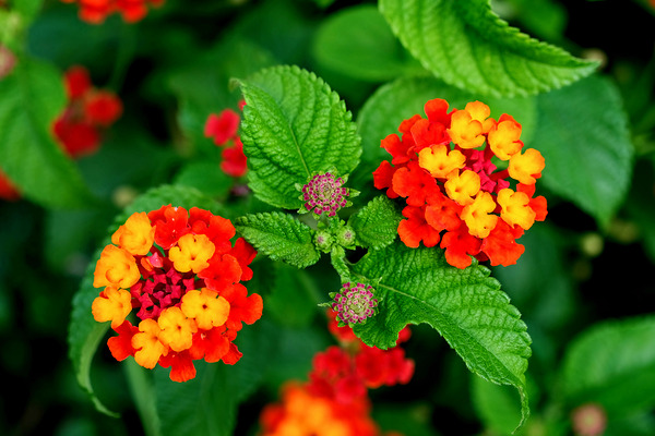 Color that Heals: The Medicinal Heart of Lantana Camara Digital Download