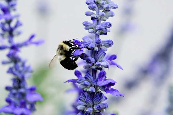 Bee Salivating the Blue Salvia Digital Download