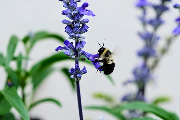 Just A Blue Salvia Buzzing Bee Print