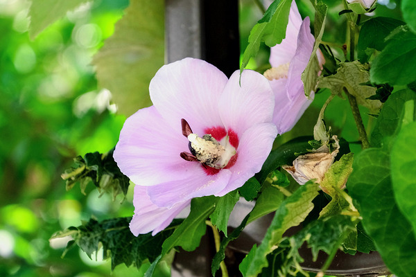Bee Drowning in Pollen  Téléchargement Numérique