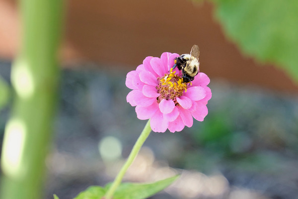 The Quiet Provider: Portrait of Pollination Digital Download