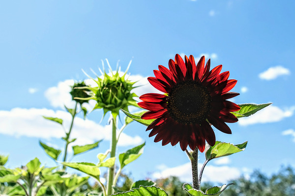 Bloom of the Dark Sun Flower Digital Download