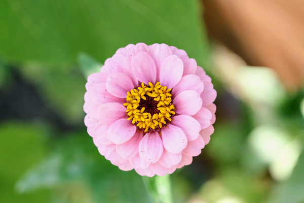 Pretty in Pink Zinnia:  Soft Celestial from Earth’s Garden Digital Download