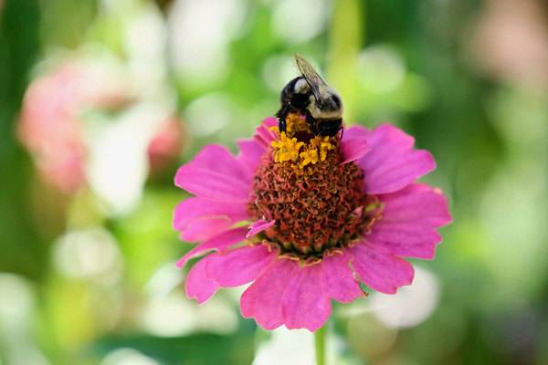 Petals and Purpose: An Ode to Quiet Industry Digital Download