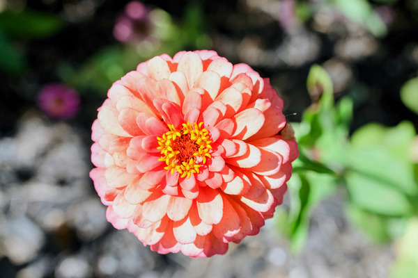 Sun Soaked Pink Zinnia Téléchargement Numérique