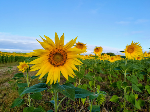 First Light Flower Téléchargement Numérique