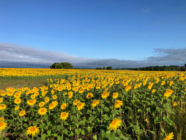 A Sea of Golden Dreams Print