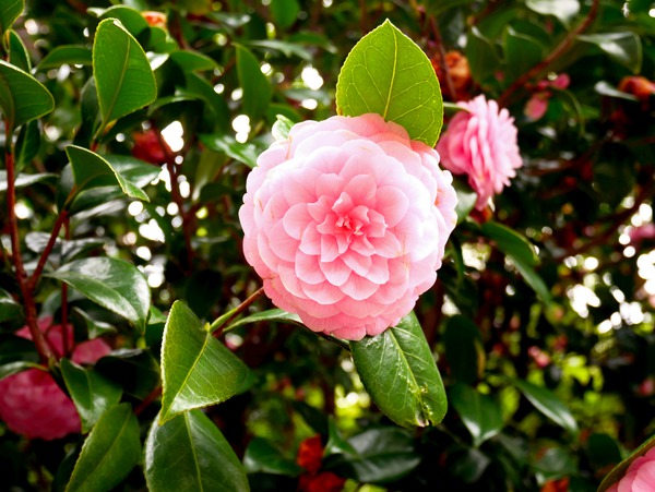 Blooms of Joy 1 Digital Download