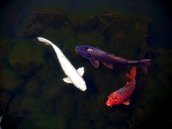 Some Very Coy Koi Digital Download