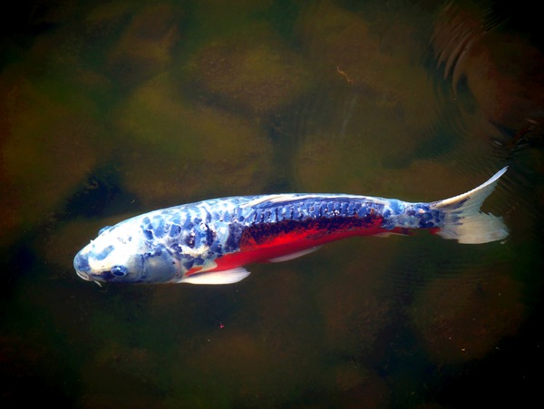 An American Koi Story Digital Download