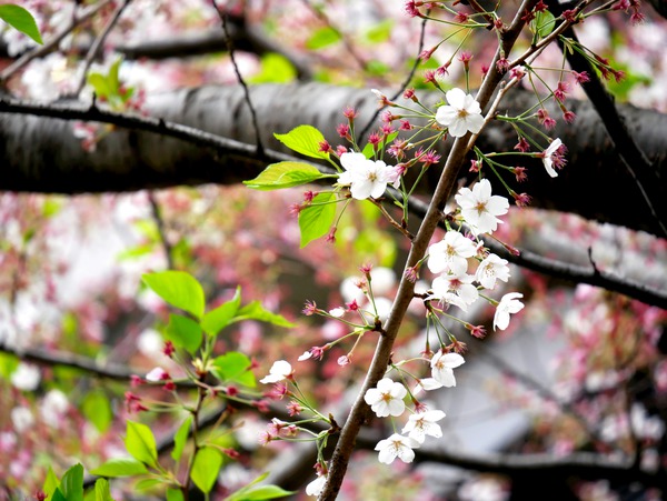 Cherry Blossom 2 Digital Download