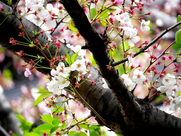 Cherry Blossom 2B Print