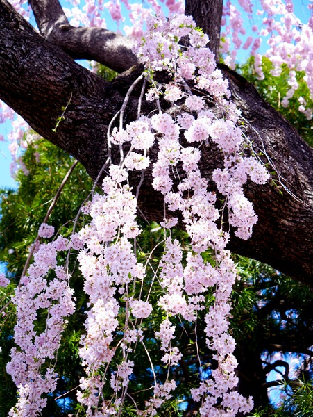 Cherry Blossom 3B Digital Download